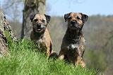 BORDER TERRIER 093